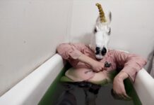 Hardcore punk -yhtyeen Terveeltä Pohjalta uusi albumi kuunneltavissa
