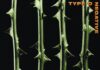 Type O Negative – October Rust (1996)